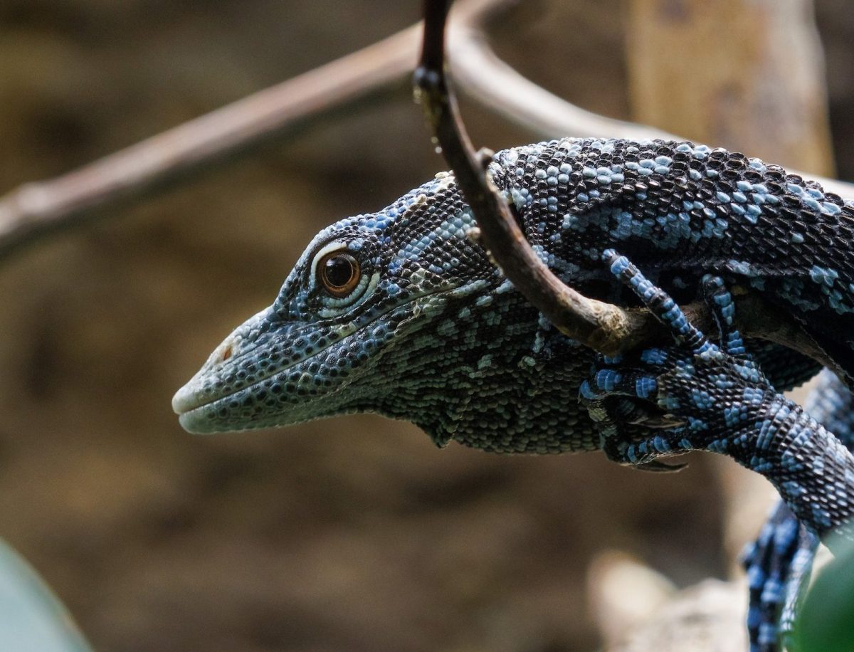 A Blue-spotted Tree Monitor (Varanus macraei) at the Tennessee Aquarium.