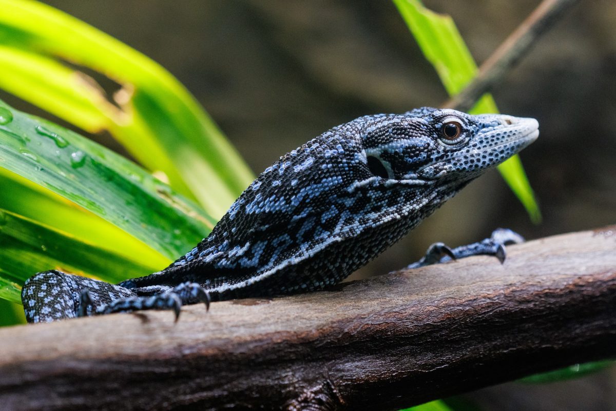 A Blue-spotted Tree Monitor in the Island Life exhibit at the Tennessee Aquarium