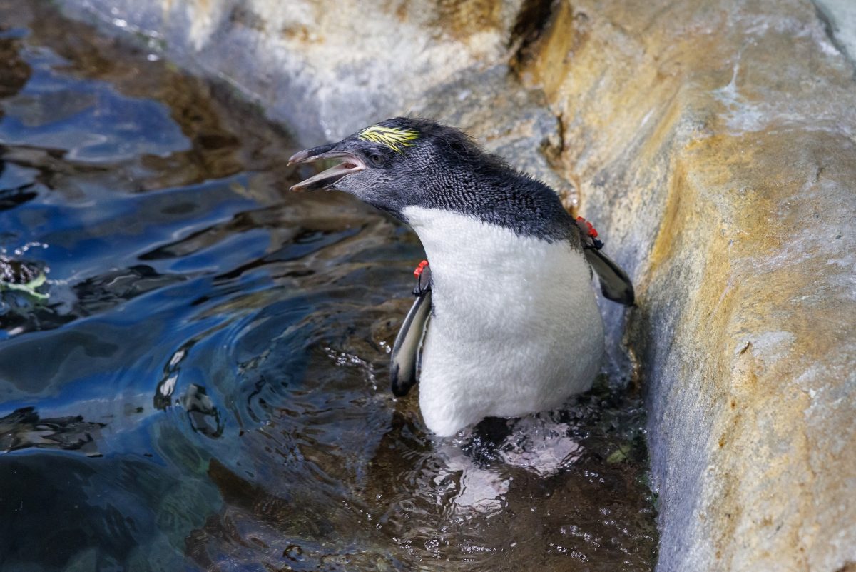 Macaroni penguin chick exploring its new home in the Penguins Rock exhibit at the Tennessee Aquarium