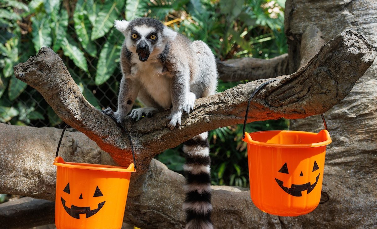 Pumpkin spice enrichment in the Lemur Forest.