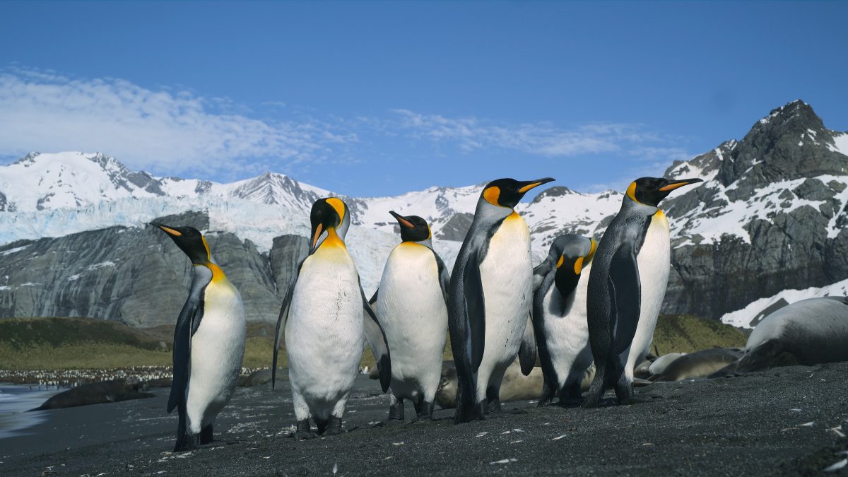 King Penguins in Animal Kingdom: A Tale of Six Families 3D.