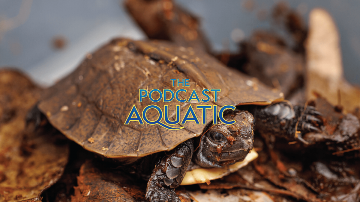 Image of an Arakan Forest Turtle hatchling at the Tennessee Aquarium to promote the Podcast Aquatic episode about the Endangered Species Act.