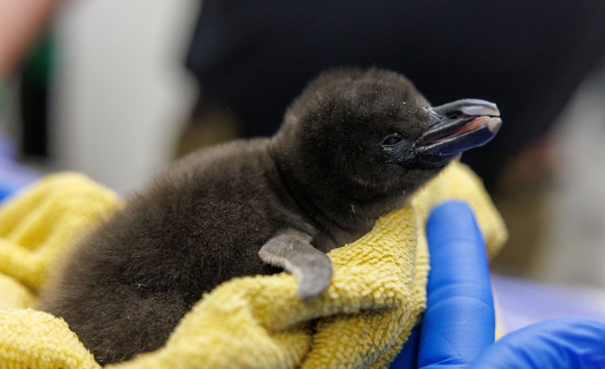 A newly hatched Macaroni Penguin Chick is given its first veterinary exam at the Tennessee Aquarium.