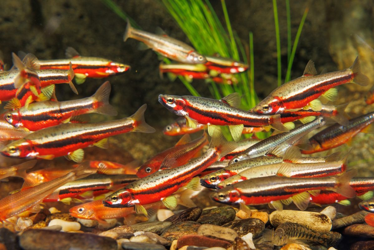 Tennessee Dace, Tennessee Shiners and Saffron Shiners spawn on a River Chub nest in the Tennessee Aquarium's Ridges to Rivers gallery's large stream exhibit.