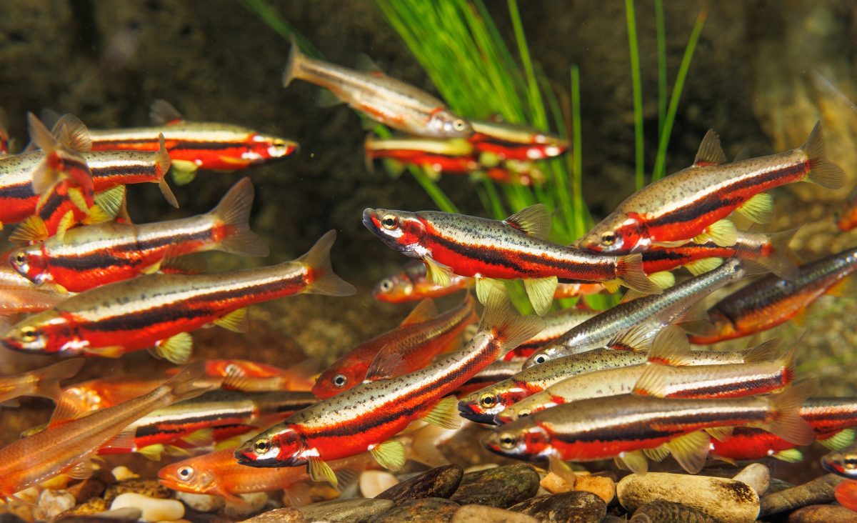 Tennessee Dace, Tennessee Shiners and Saffron Shiners spawn on a River Chub nest in the Tennessee Aquarium's Ridges to Rivers gallery's large stream exhibit.