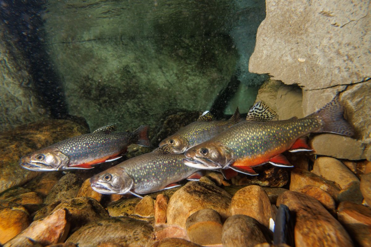 Southern Appalachian Brook Trout (Salvelinus fontinalis)