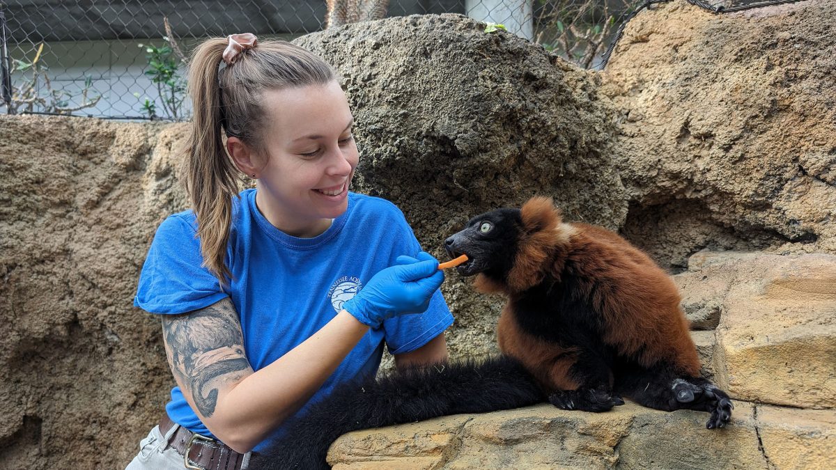 Animal care specialist feeds a lemur