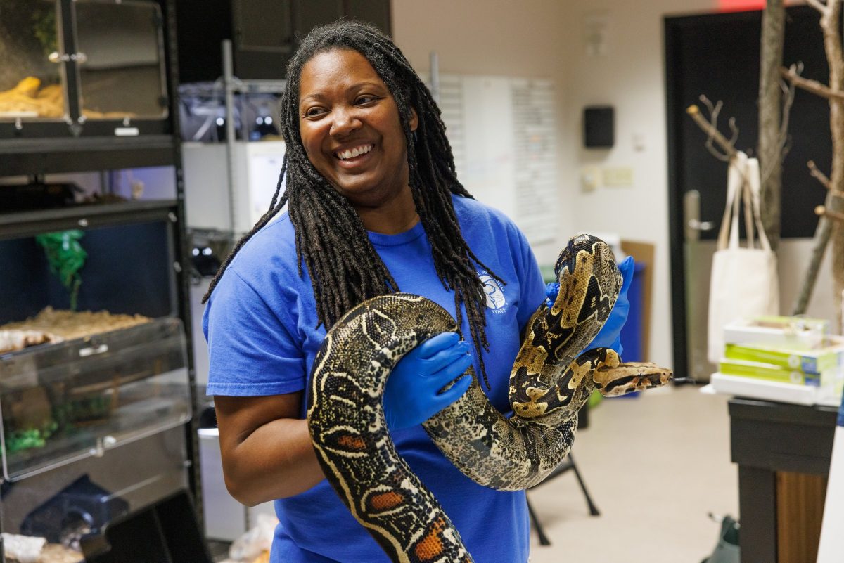 Painting with the Aquarium's Red-tailed Boa Ambassador Animal for its fall fundraising auction.