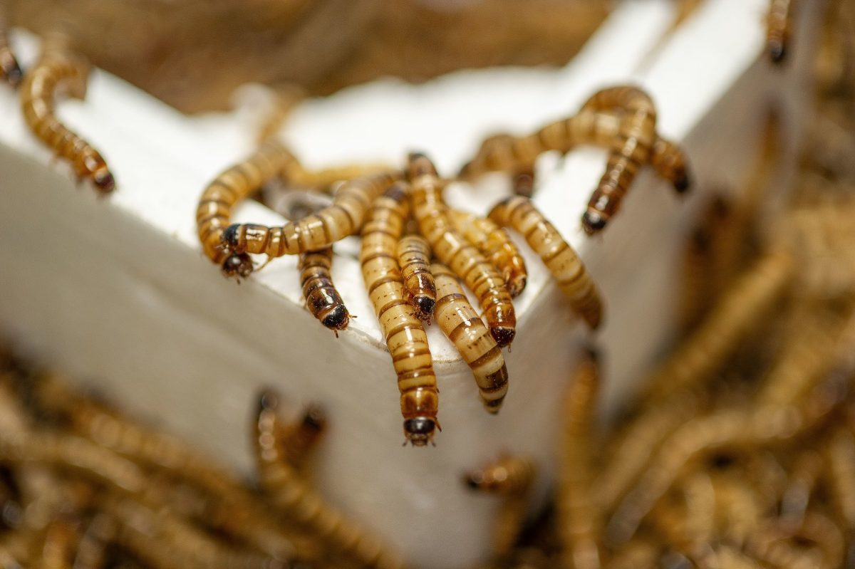 Superworms (Zophobas morio) exhibit.