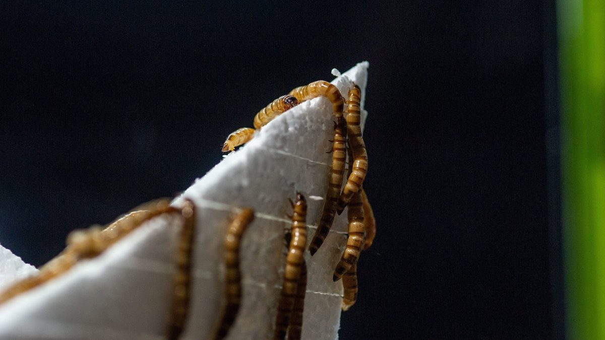 Superworms (Zophobas morio) crawling on a polystyrene sculpture of the Tennessee Aquarium