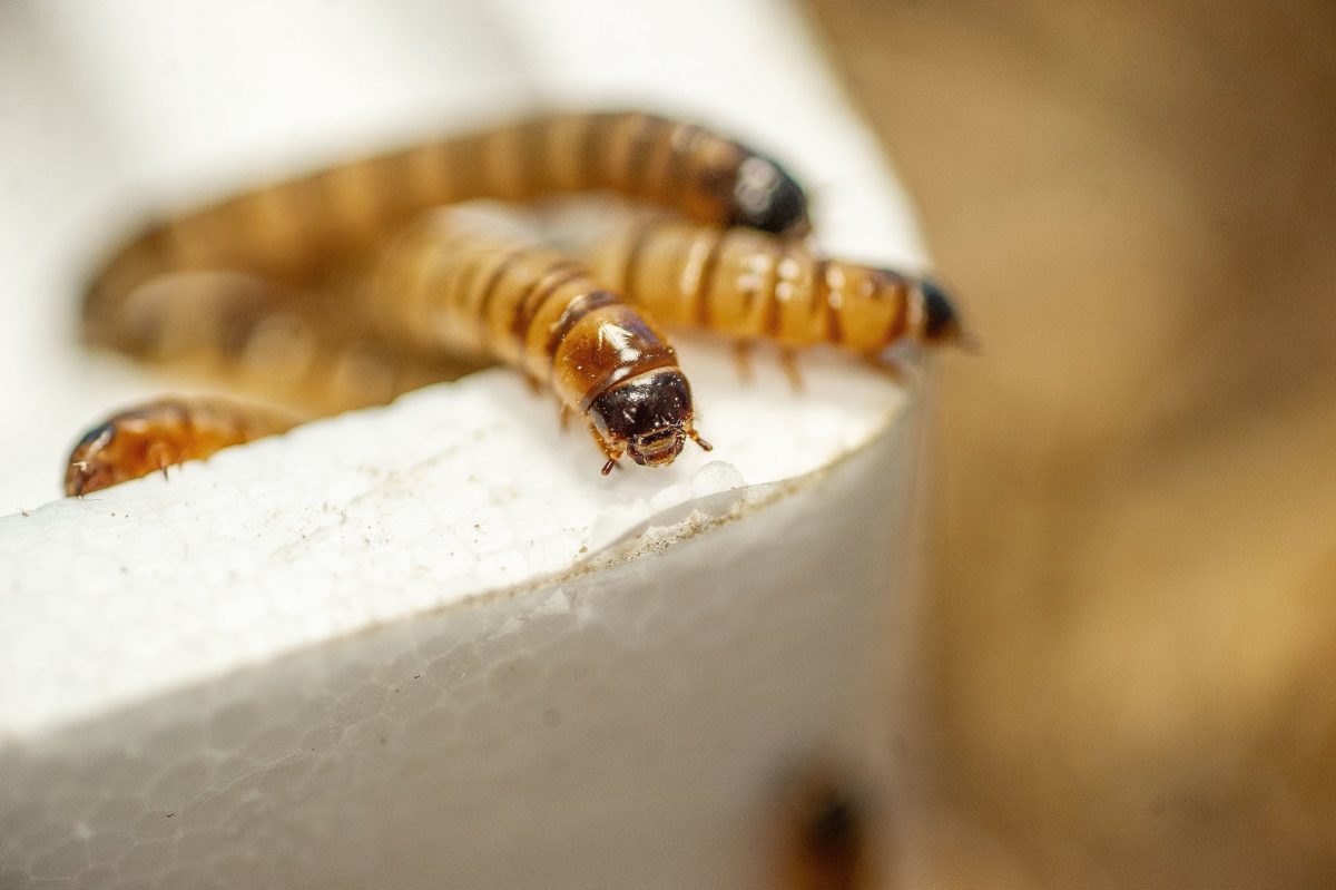 Close-up of a Superworm (Zophobas morio) on exhibit at the Tennessee Aquarium.