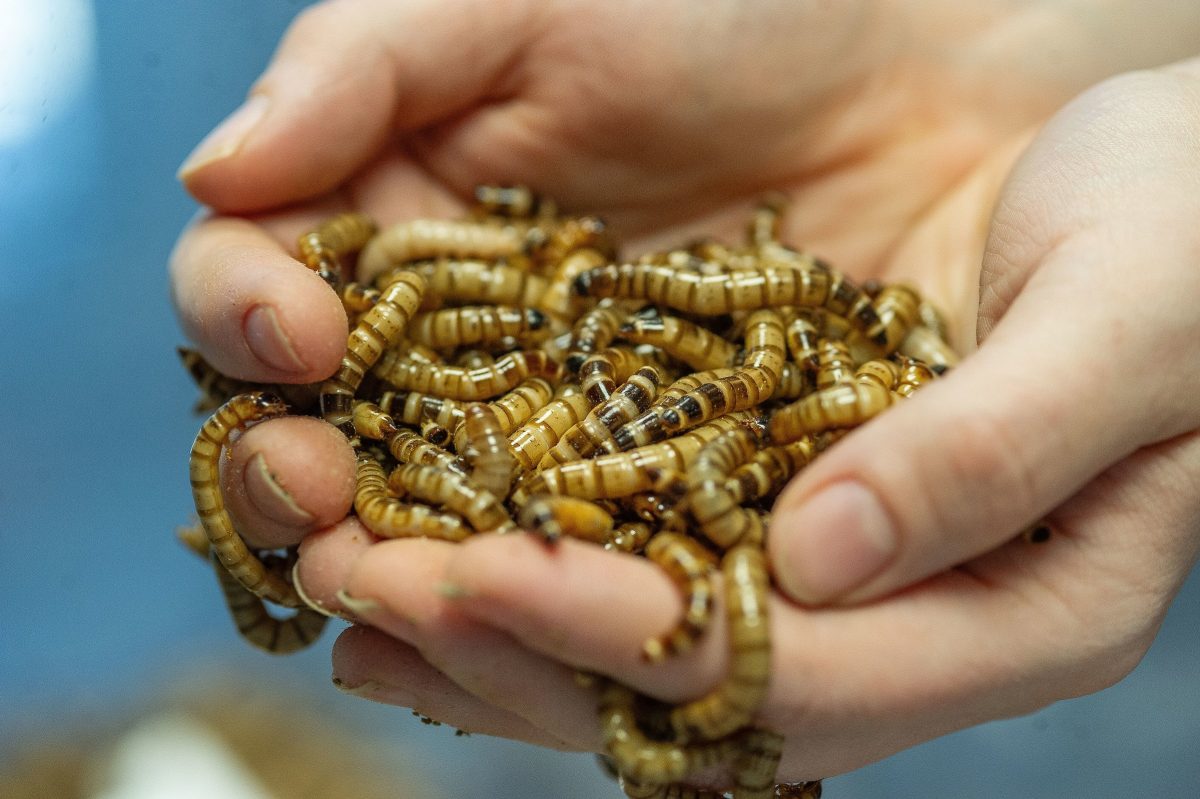 A handful of Superworms (Zophobas morio), which are on exhibit at the Tennessee Aquarium