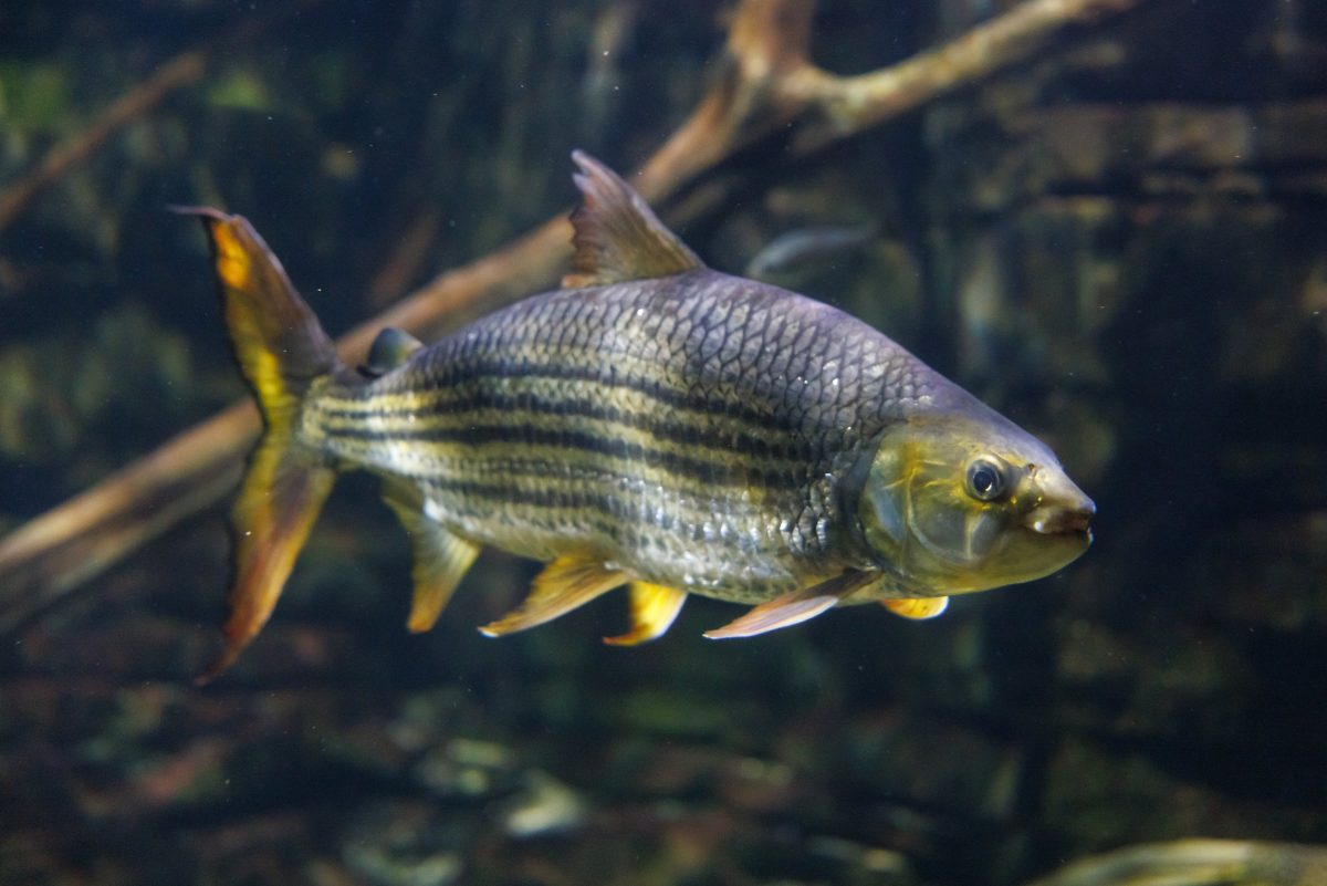 African Tigerfish at the Tennessee Aquarium