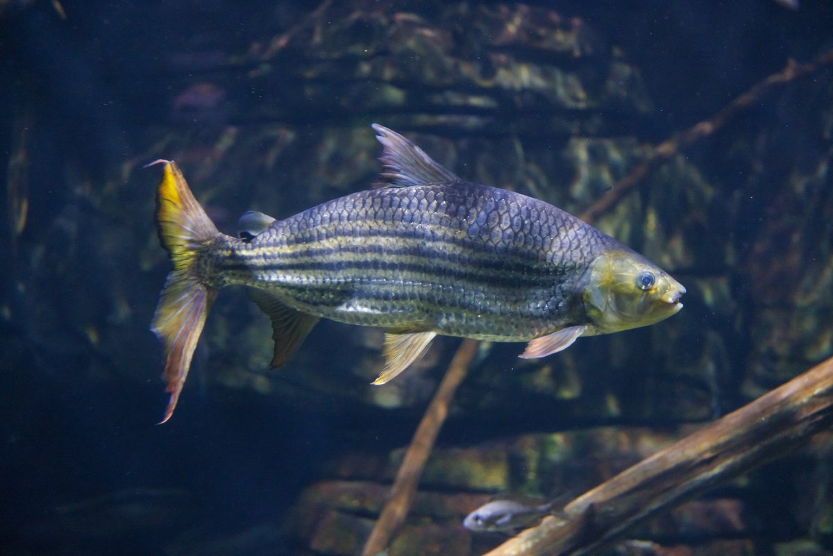 African Tigerfish (Hydrocynus vittatus)