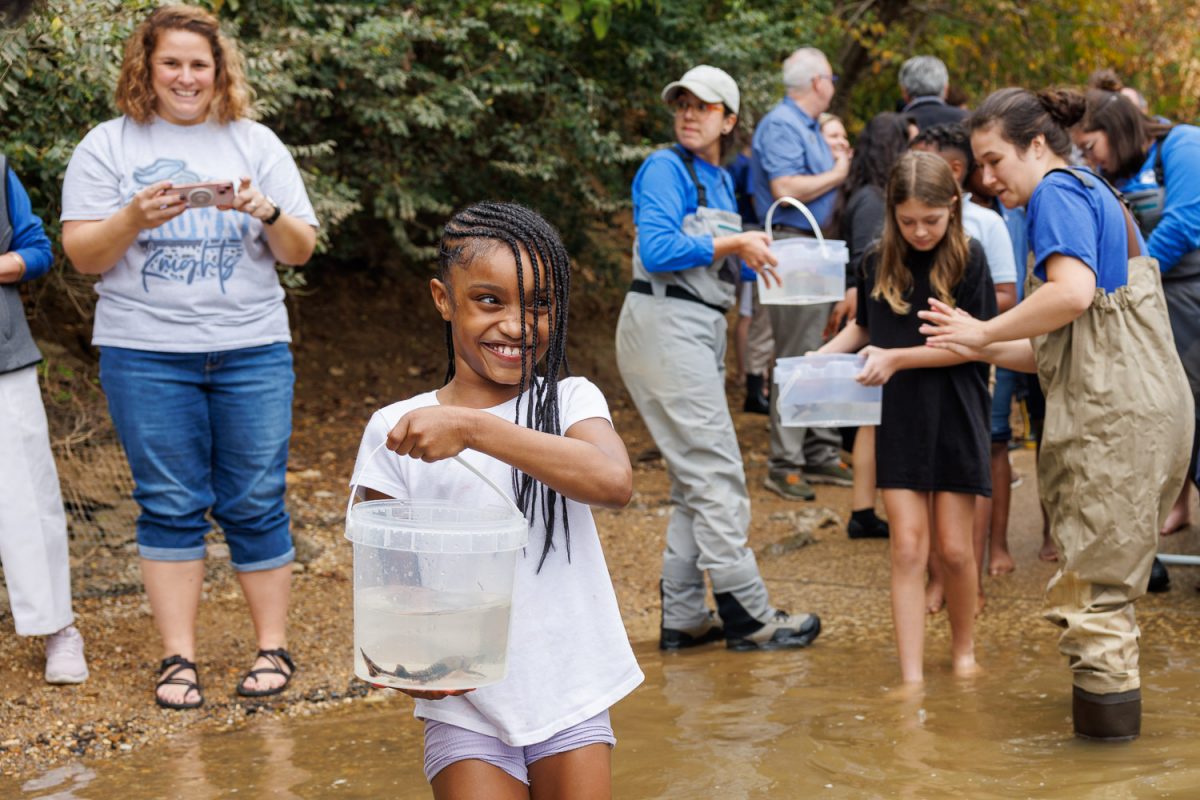 Fifth grade students from Brown Academy help scientists with the Tennessee Aquarium Conservation Institute release Lake Sturgeon into the Tennessee River from Coolidge Park on Wednesday, Oct. 30, 2024, in Chattanooga, Tenn.