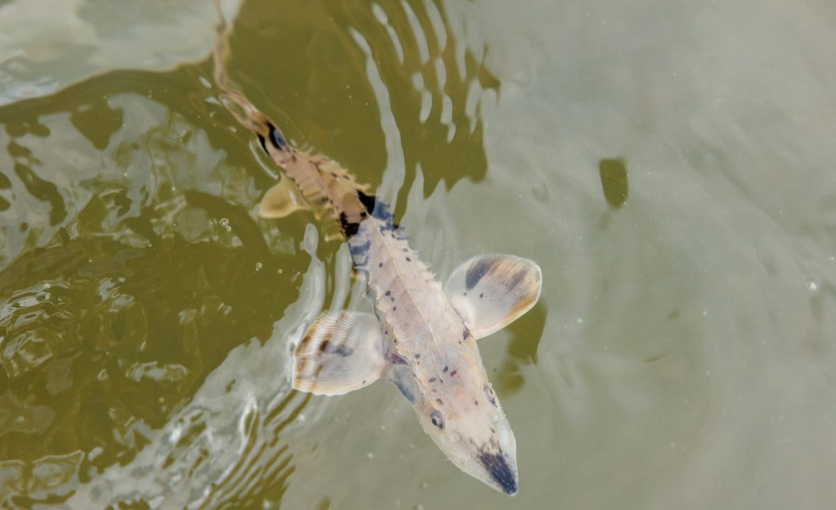 A Lake Sturgeon released by the Tennessee Aquarium Conservation Institute swims in the Tennessee River on Wednesday, Oct. 30, 2024, in Chattanooga, Tenn.