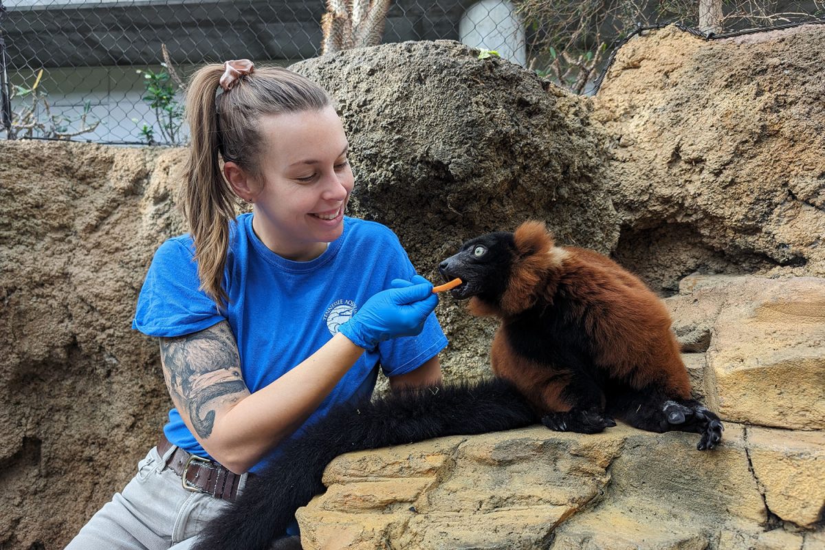 Maggie Sipe feeds a Red-ruffed Lemur