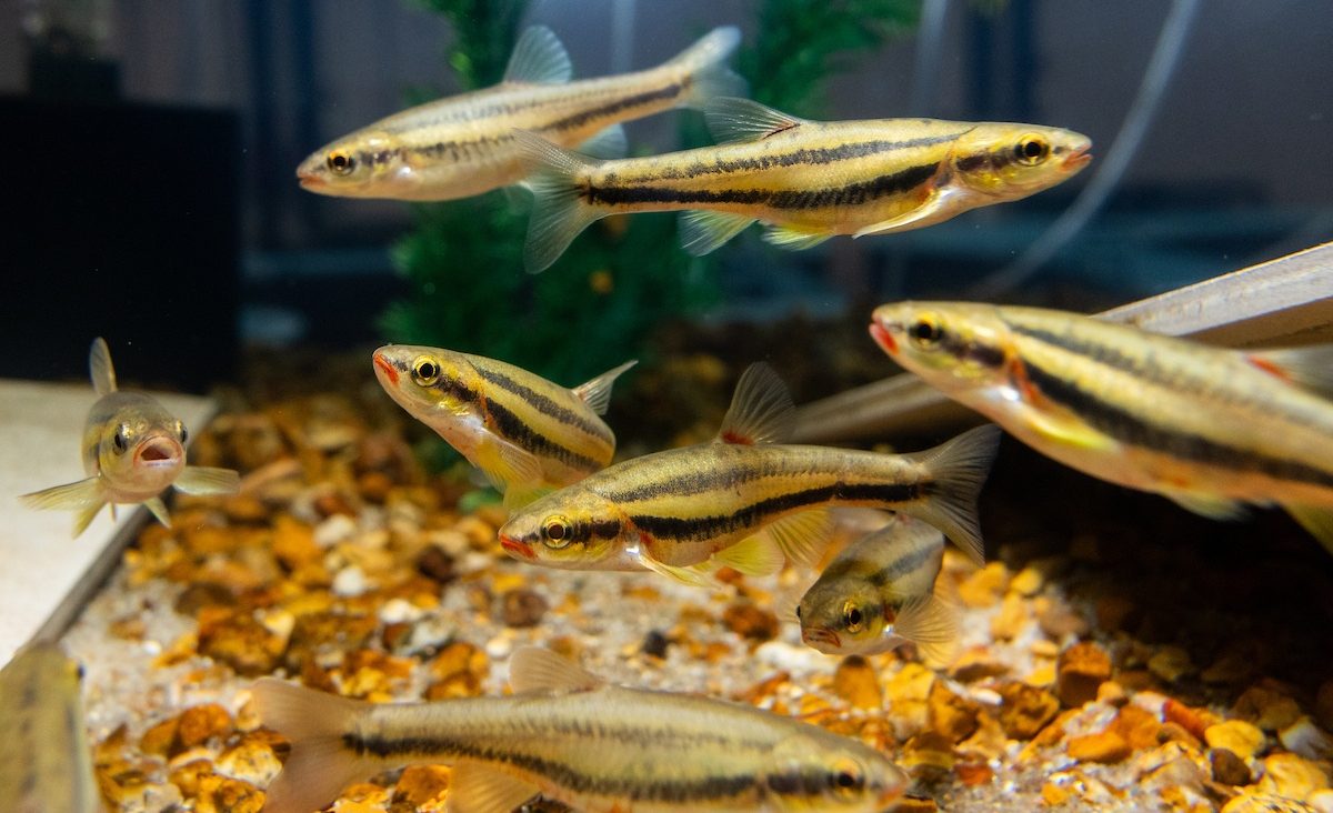 Laurel Dace (Chrosomus saylori) swim in a habitat at the Tennessee Aquarium Conservation Institute