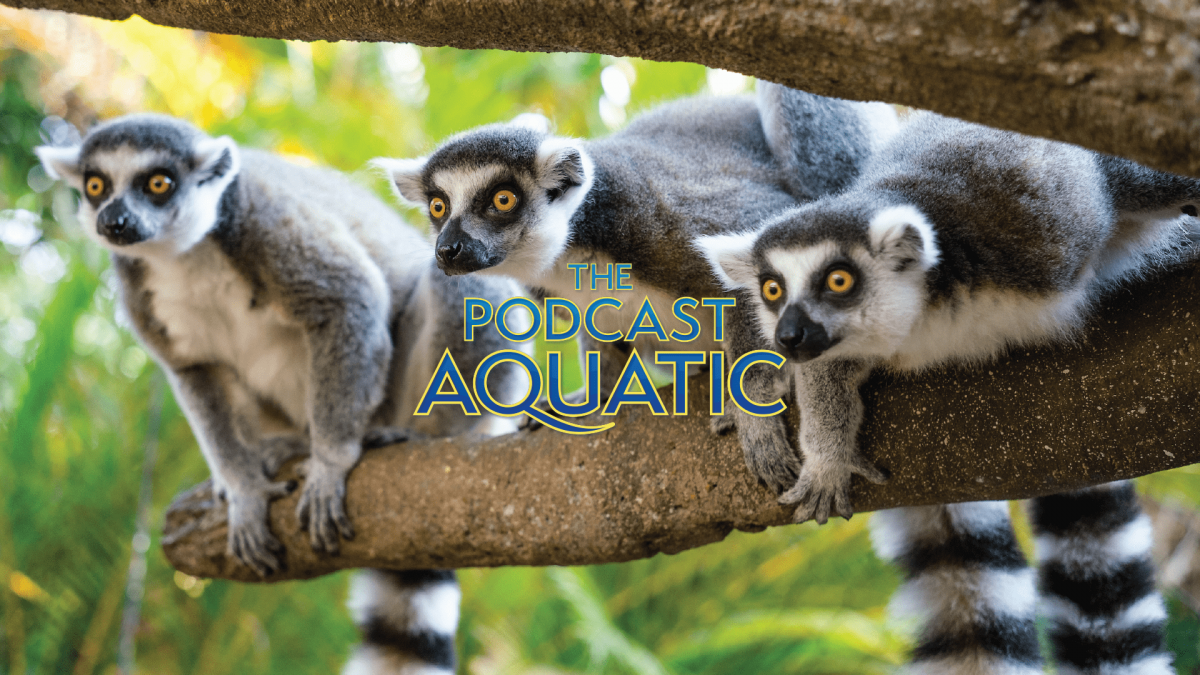 Image of three Ring-Tailed Lemurs on a tree branch with 