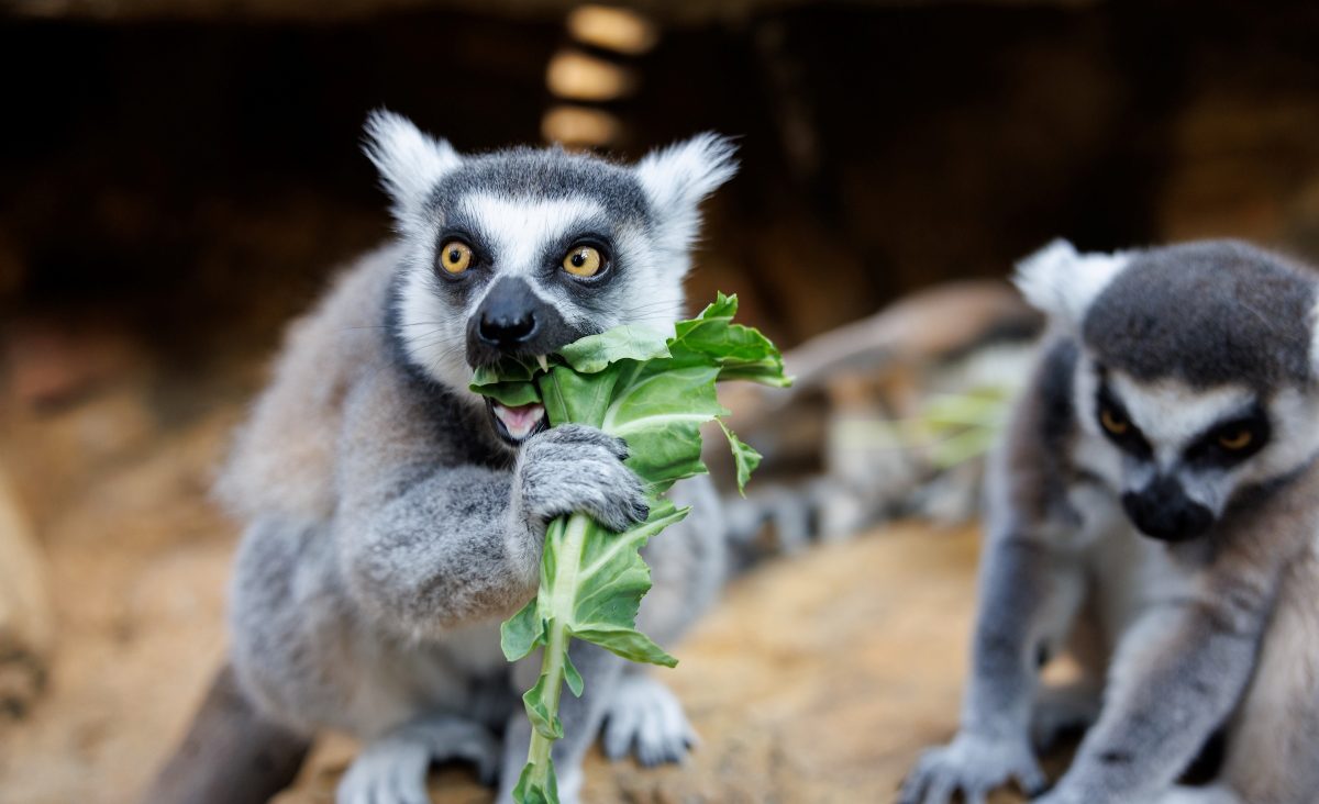 A Ring-tailed lemur eats greens grown by the Aquarium’s horticulturists while another lemur nearby watches.