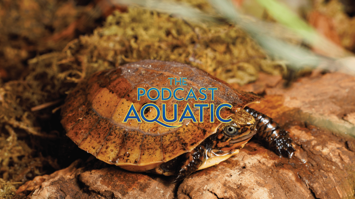 Image of a Bourret's Box Turtle (Cuora bourreti) hatchling to promote the episode of the Podcast Aquatic about the Tennessee Aquarium's freshwater turtles.