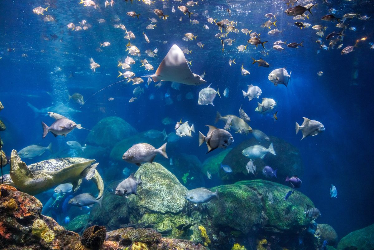 The Tennessee Aquarium's 618,000-gallon Secret Reef marine exhibit.