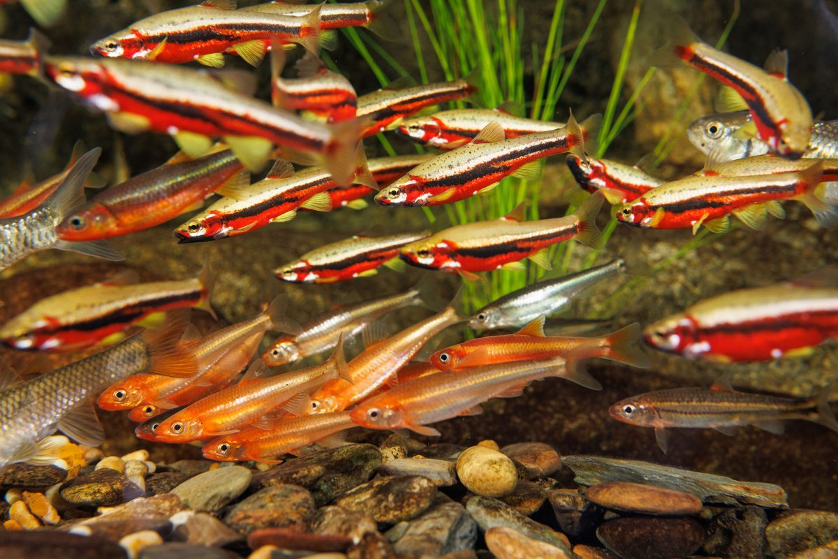 Tennessee Dace and Saffron Shiners spawn on a River Chub nest.