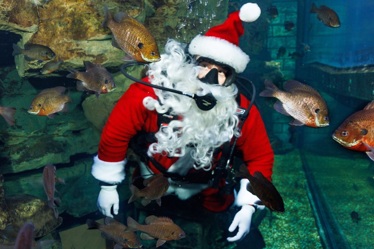 SCUBA Claus looks at fish in an exhibit