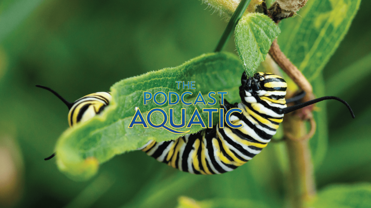 Image of a monarch butterfly caterpillar to promote The Podcast Aquatic episode about citizen science