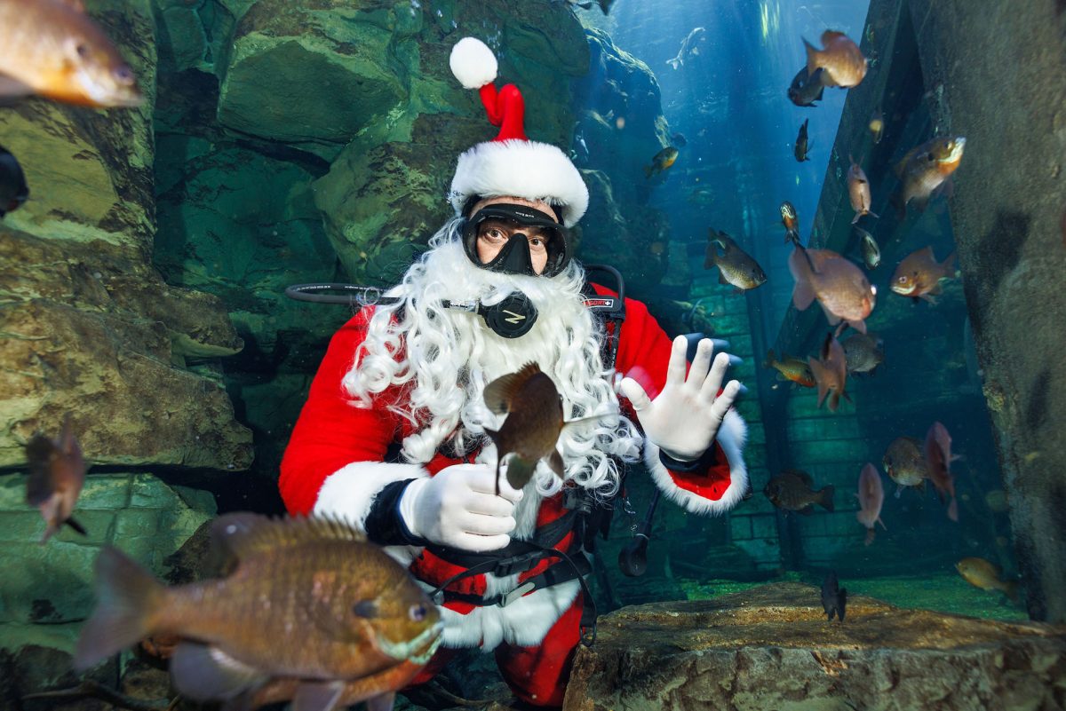 SCUBA Claus dives in an exhibit