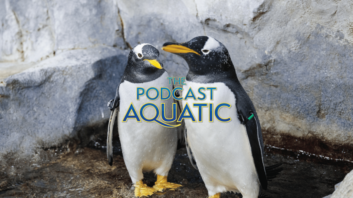 Image of two Gentoo Penguins at The Tennessee Aquarium to promote The Podcast Aquatic episode about different staff members' travel experiences.