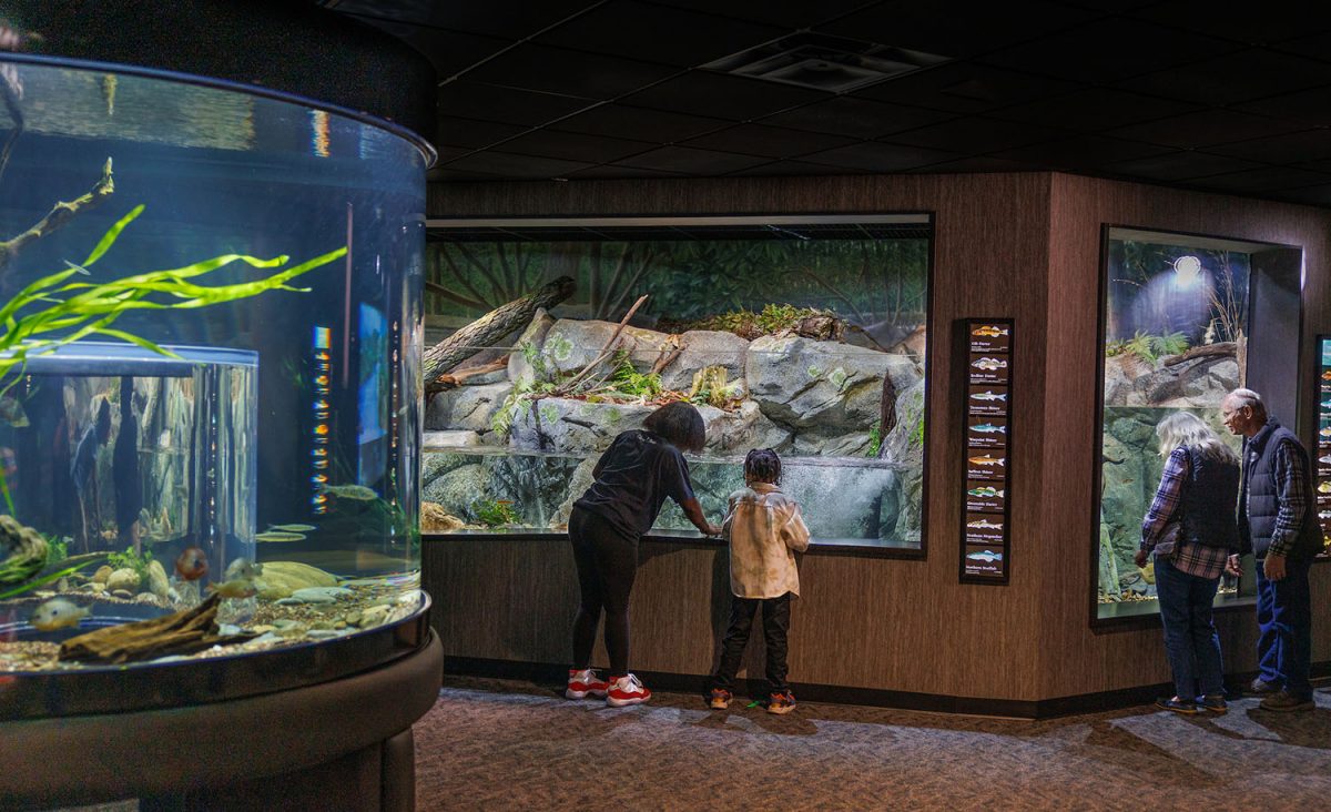 Guests explore the Ridges to Rivers gallery at the Tennessee Aquarium.