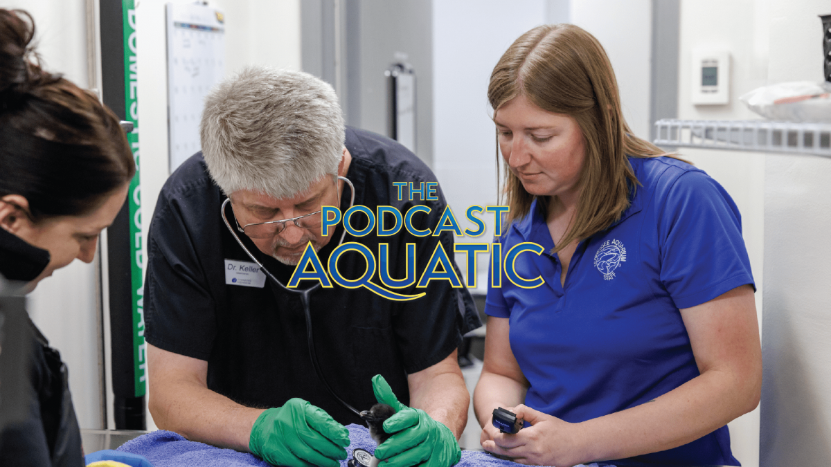 Veterinarian Dr. Chris Keller (left) and Veterinary Assistant II Shelby Ferguson (right) inspect a baby Macaroni Penguin.