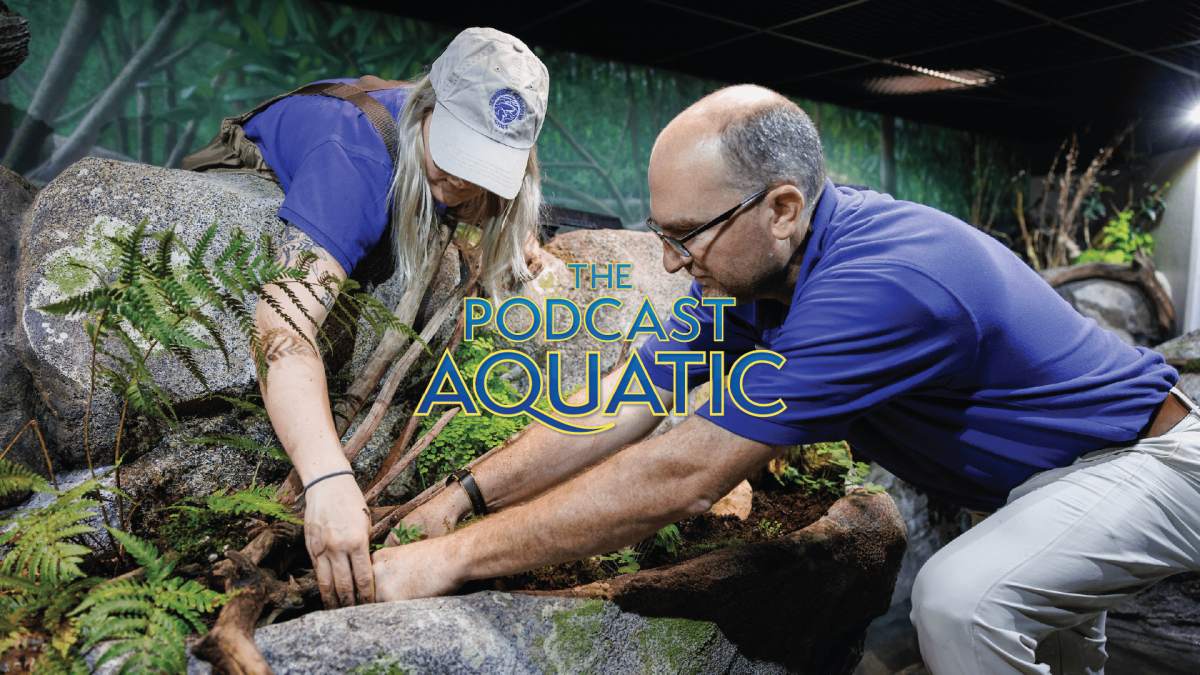 Tennessee Aquarium staff horticulturists working to add plants to the Ridges to Rivers gallery.