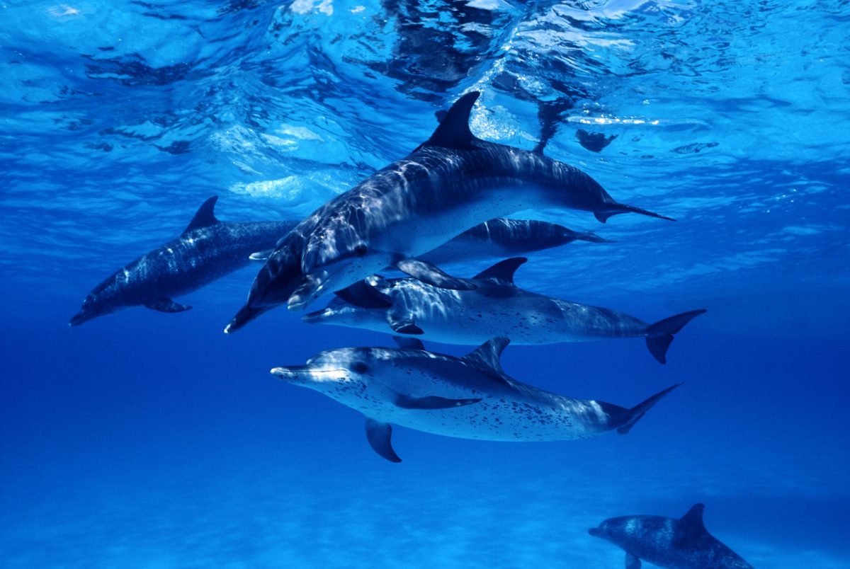 Spotted Dolphins, Bahamas