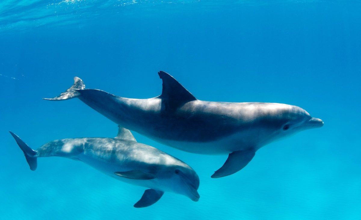 Photo of bottle-nosed dolphins underwater.