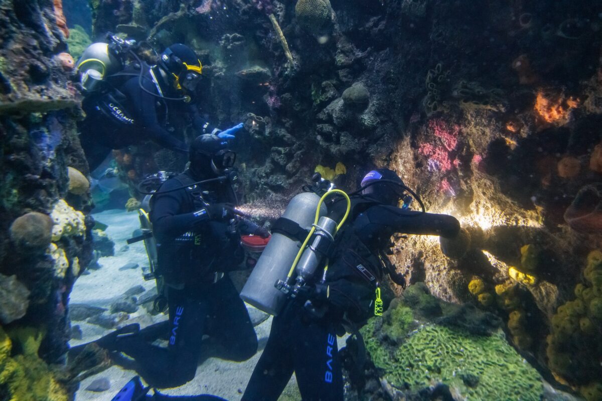 Staff divers Kyle Mcpheeters, Liam Creamer and Rebecca Claus replace coral in the Secret Reef exhibit.
