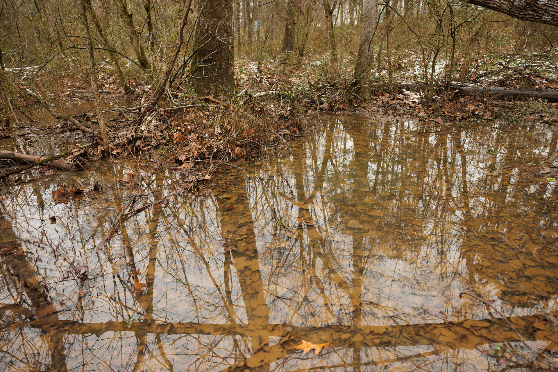 A temporary pool in a forest