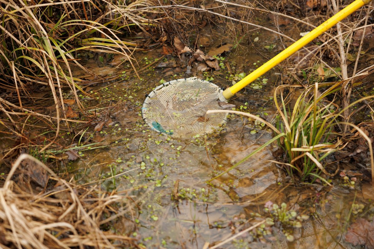 An electrofisher wand in a stream