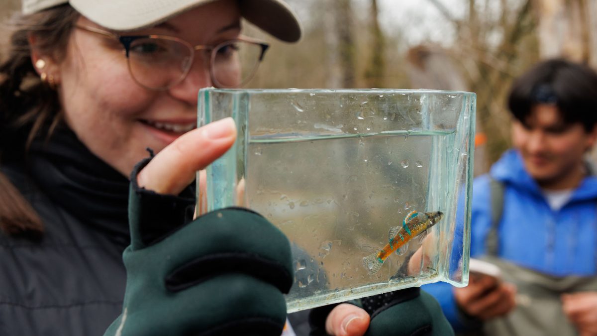 Biologist looking at fish in viewing aquarium