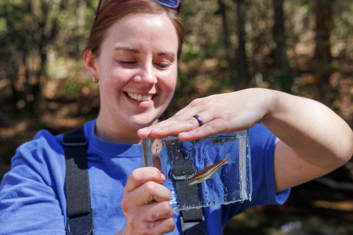 The Tennessee Aquarium Conservation Institute reintroduces critically endangered Laurel Dace into Bumbee Creek.