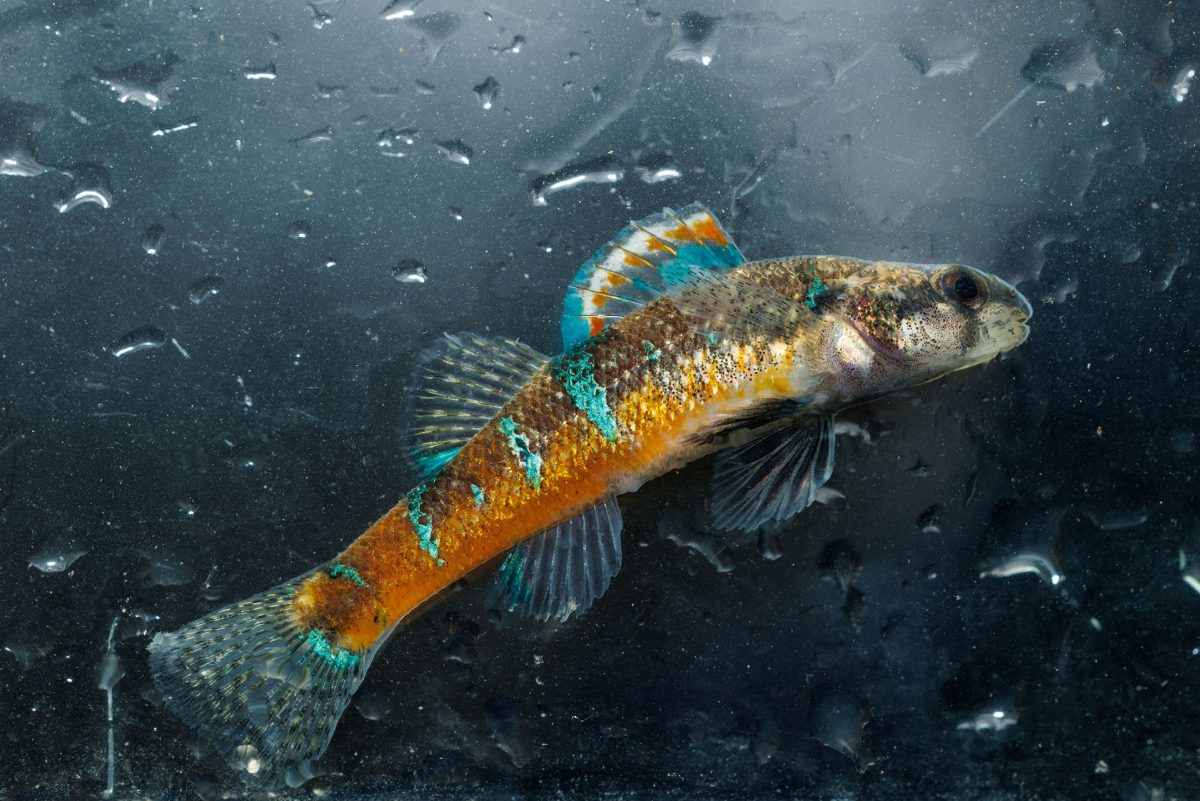 Trispot darter in viewing aquarium