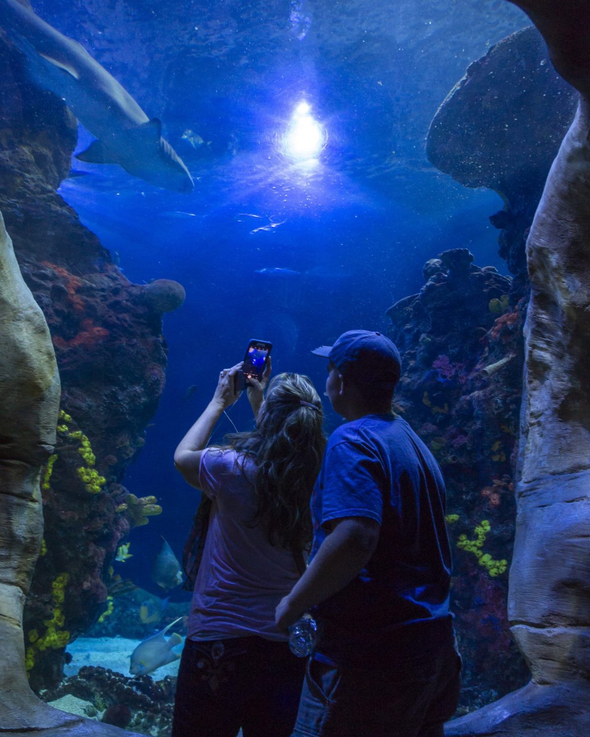 Two guests look up into an aquarium exhibit from an underwater tunnel