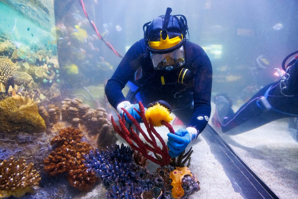 A diver makes adjustments to the layout inside an exhibit at the Tennessee Aquarium