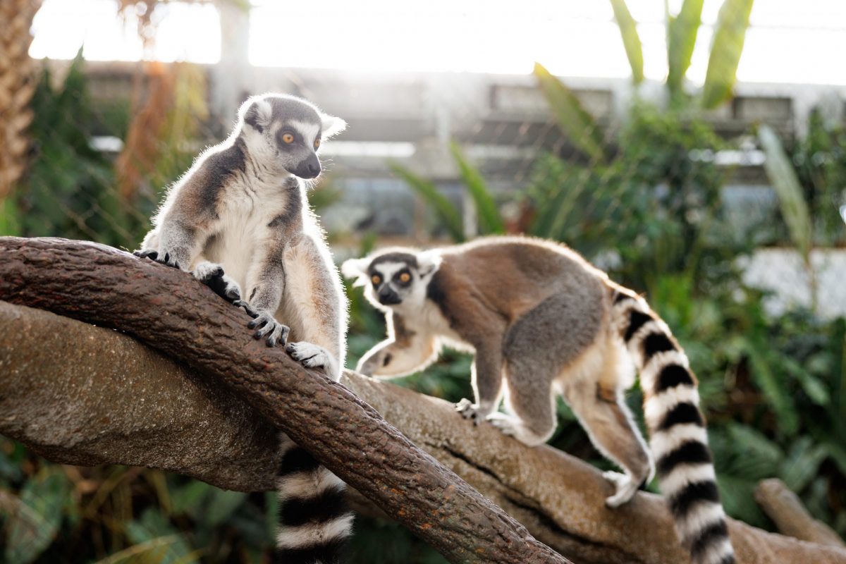Two Ring-tailed Lemurs walk along a vine and branch inside an exhibit at the Tennessee Aquarium