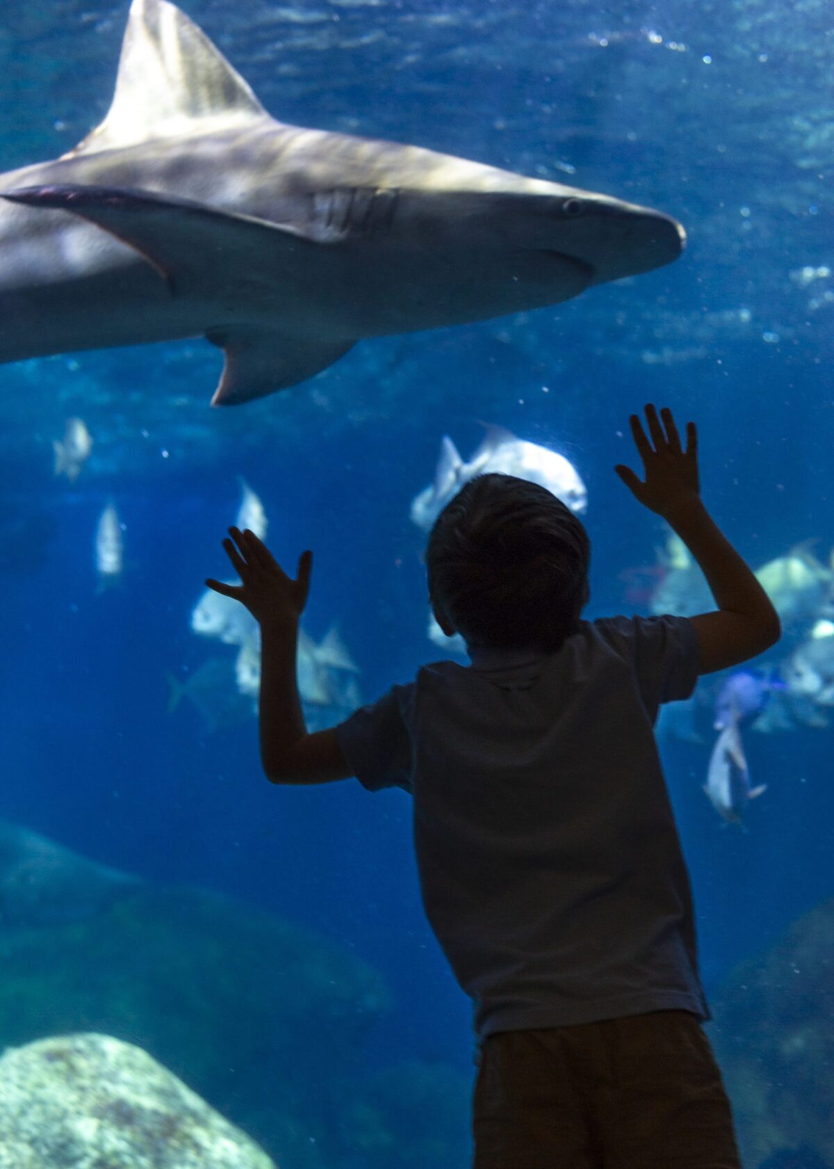 Boy silhouetted against acrylic of aquarium exhibit with shark in background