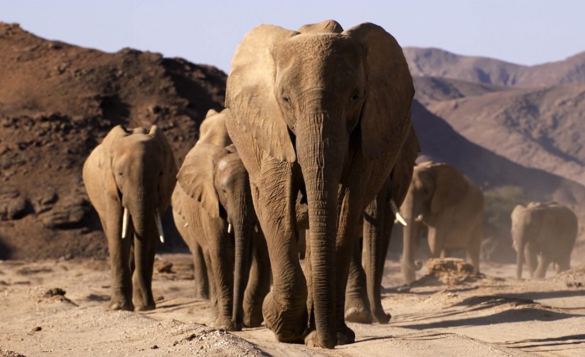 A herd of elephants cross Africa's Namib Desert in Elephants: Giants of the Desert. (credit: K2 Studios)