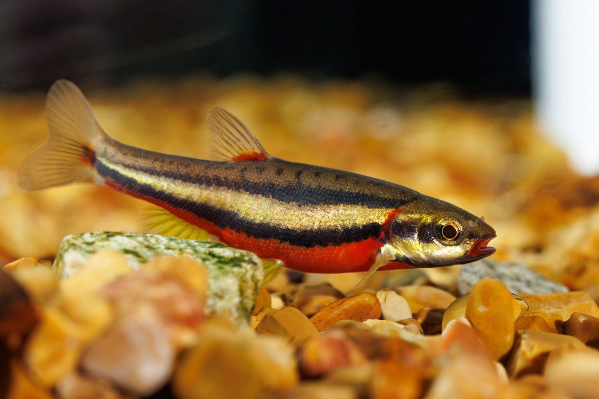 Laurel Dace (Chrosomus saylori) in runs in the Tennessee Aquarium Conservation Institute's Propogation Room.