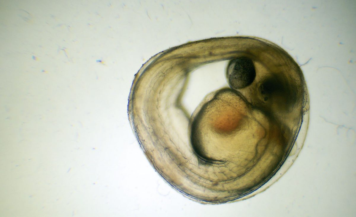 Laurel Dace Egg