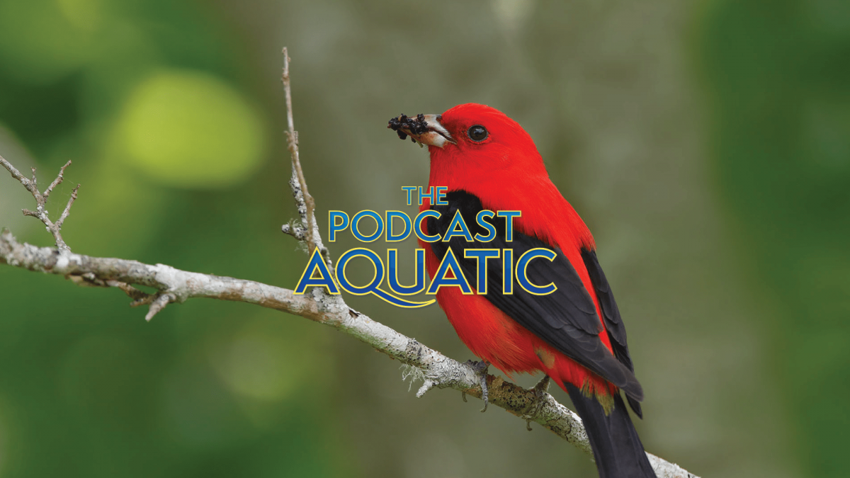 Scarlet Tanager bird on a branch for the Podcast Aquatic birding episode